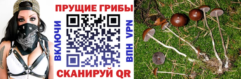 Псилоцибиновые грибы Psilocybe  Северск 